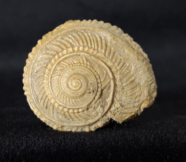 Obornella plicopunctata (DESLONGCHAMPS 1849) - Bild © FossNet FossilienStore